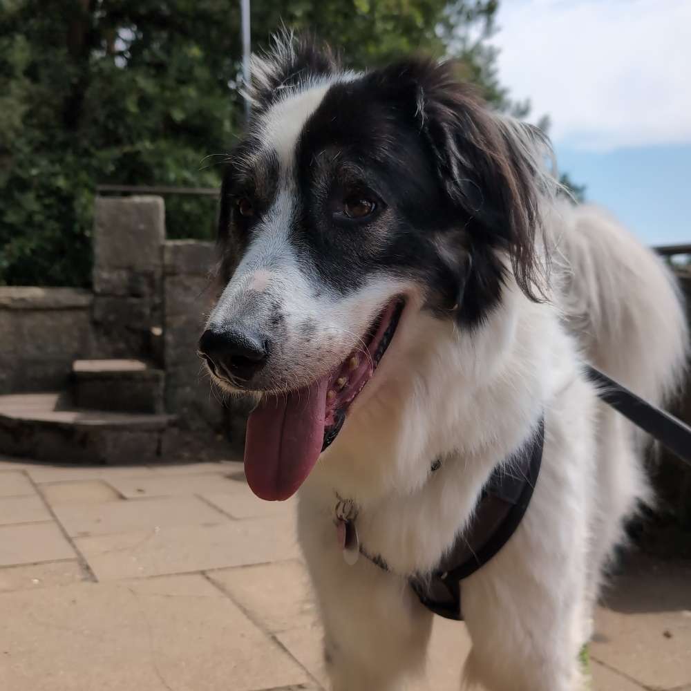Hundetreffen-Sozialspaziergang mit Absprache-Profilbild