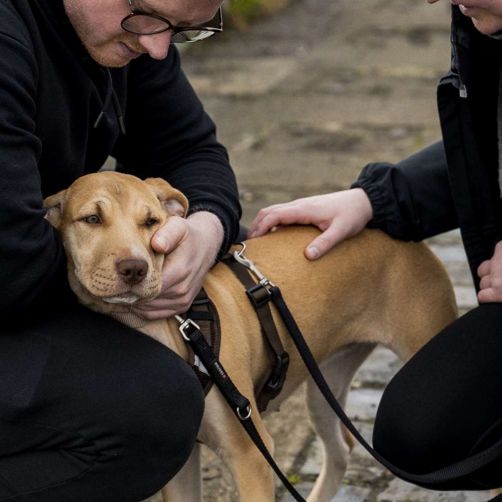 Hundetreffen-"Trainingstreffen" für Junghund-Profilbild