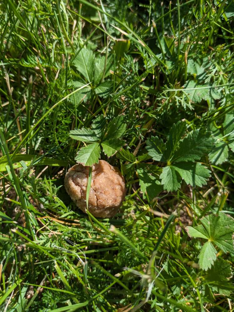 Giftköder-Evtl. Giftköder-Profilbild