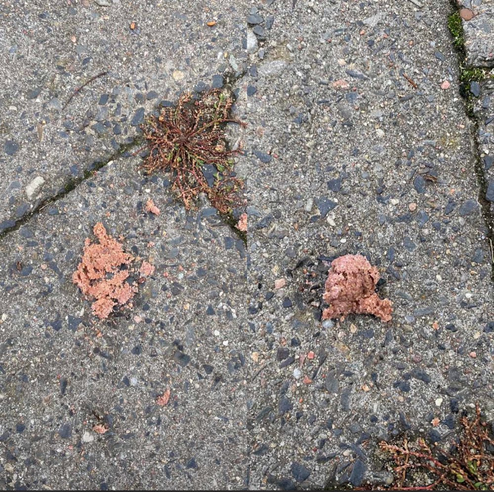 Giftköder-Leberwurstbällchen ACHTUNG-Profilbild