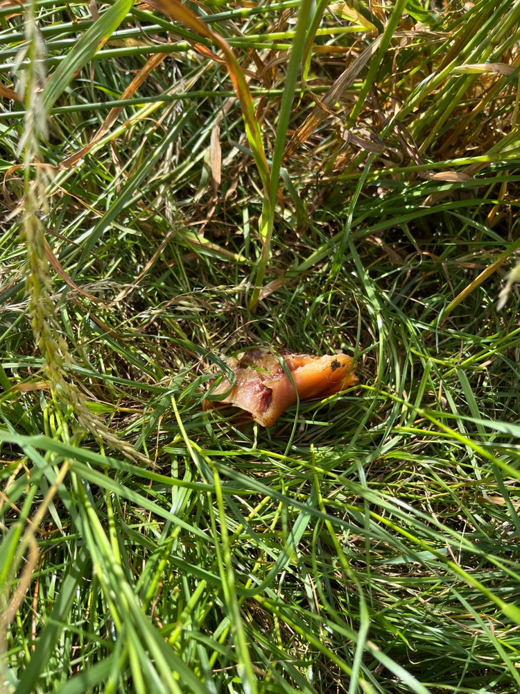 Giftköder-Möglicher Giftköder Broda-Profilbild