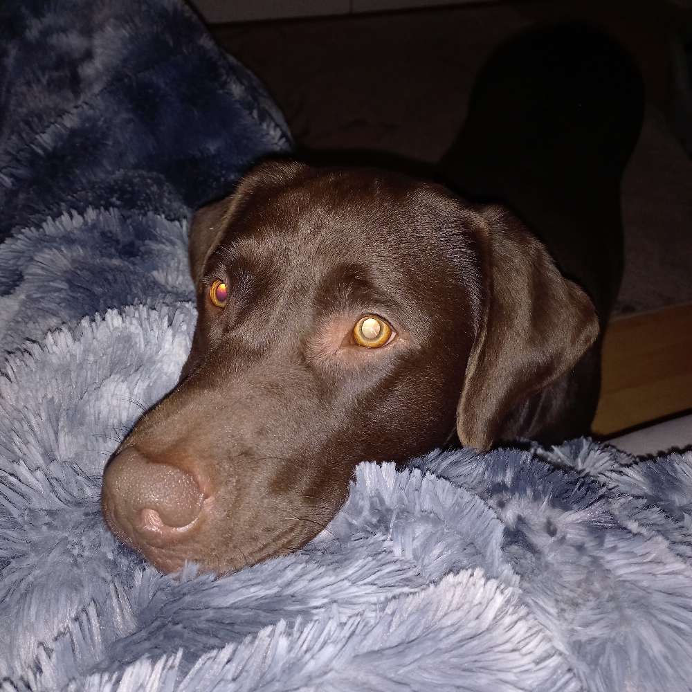 Hundetreffen-Nette Leute und Hunde gesucht :)-Profilbild