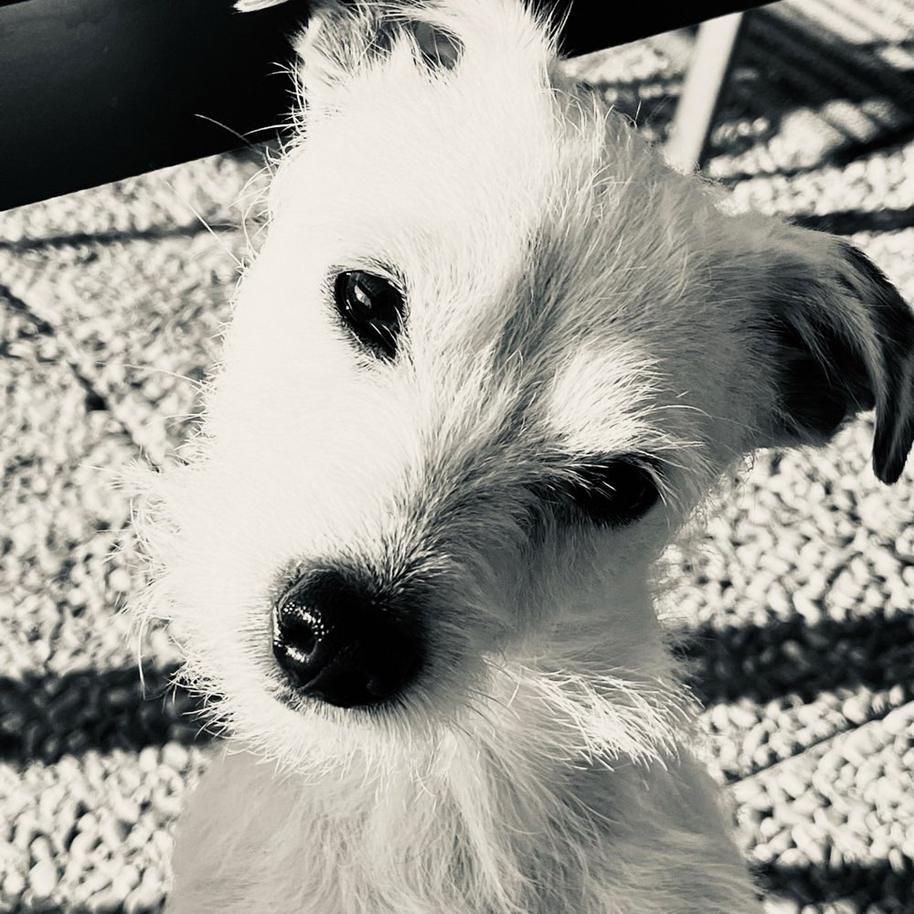 Hundetreffen-Regelmäßige Gassirunde-Profilbild