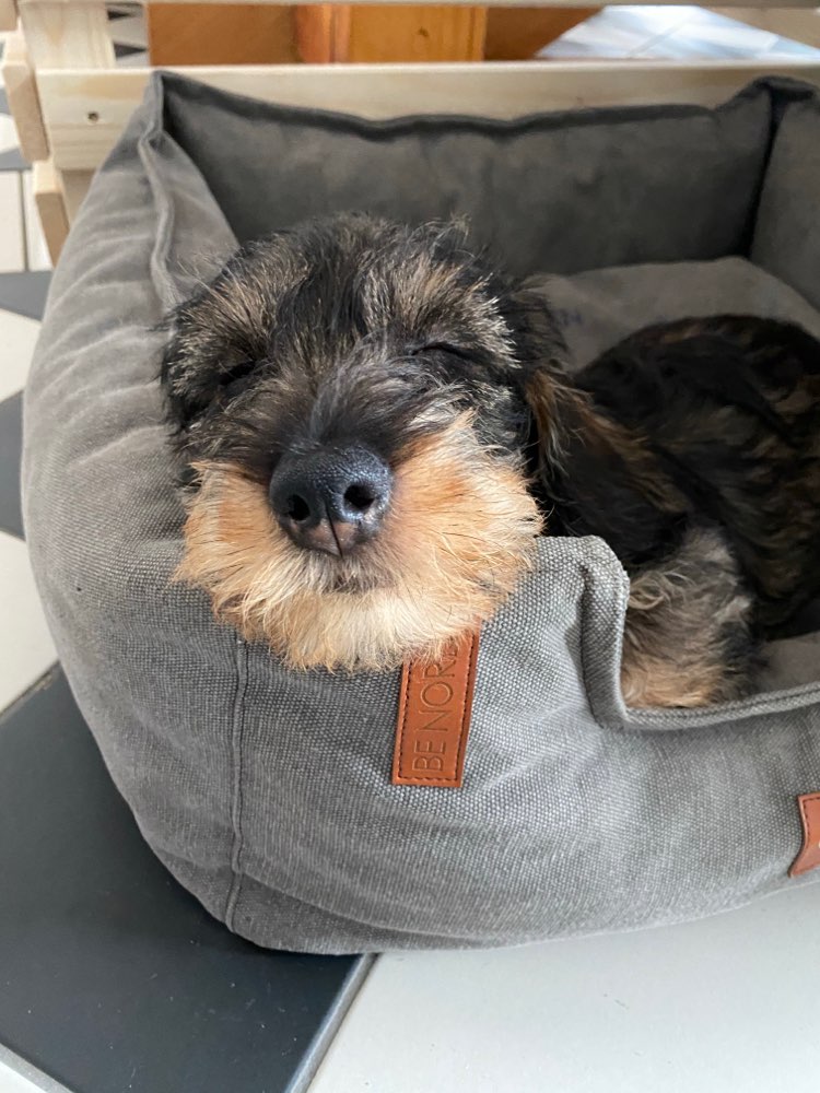 Hundetreffen-Dackeltreffen-Profilbild