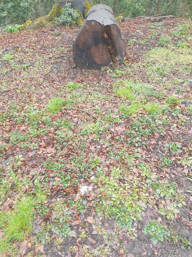 Giftköder-Vergiftetes Vogelfutter-Profilbild
