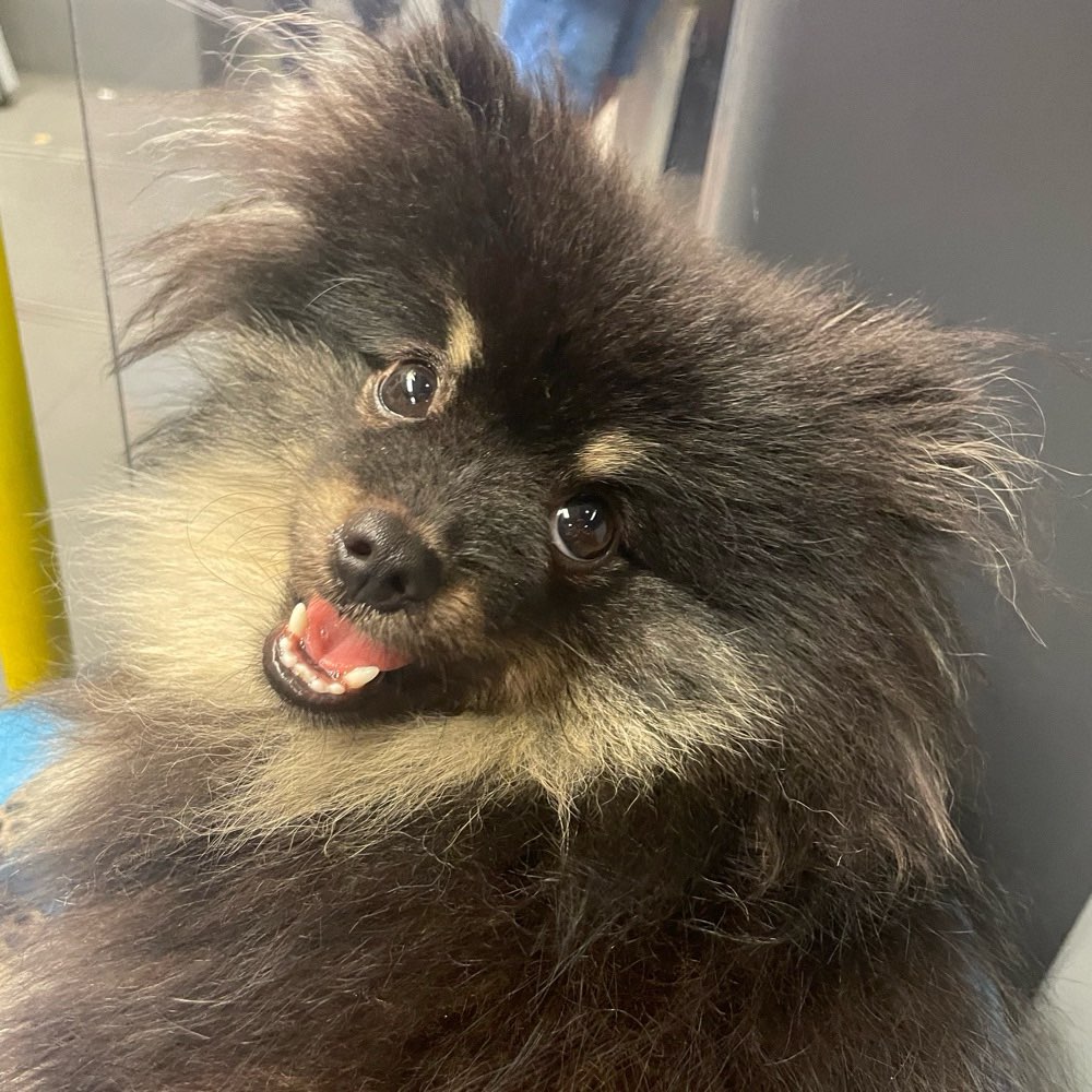 Hundetreffen-Social Walk / Play-Profilbild