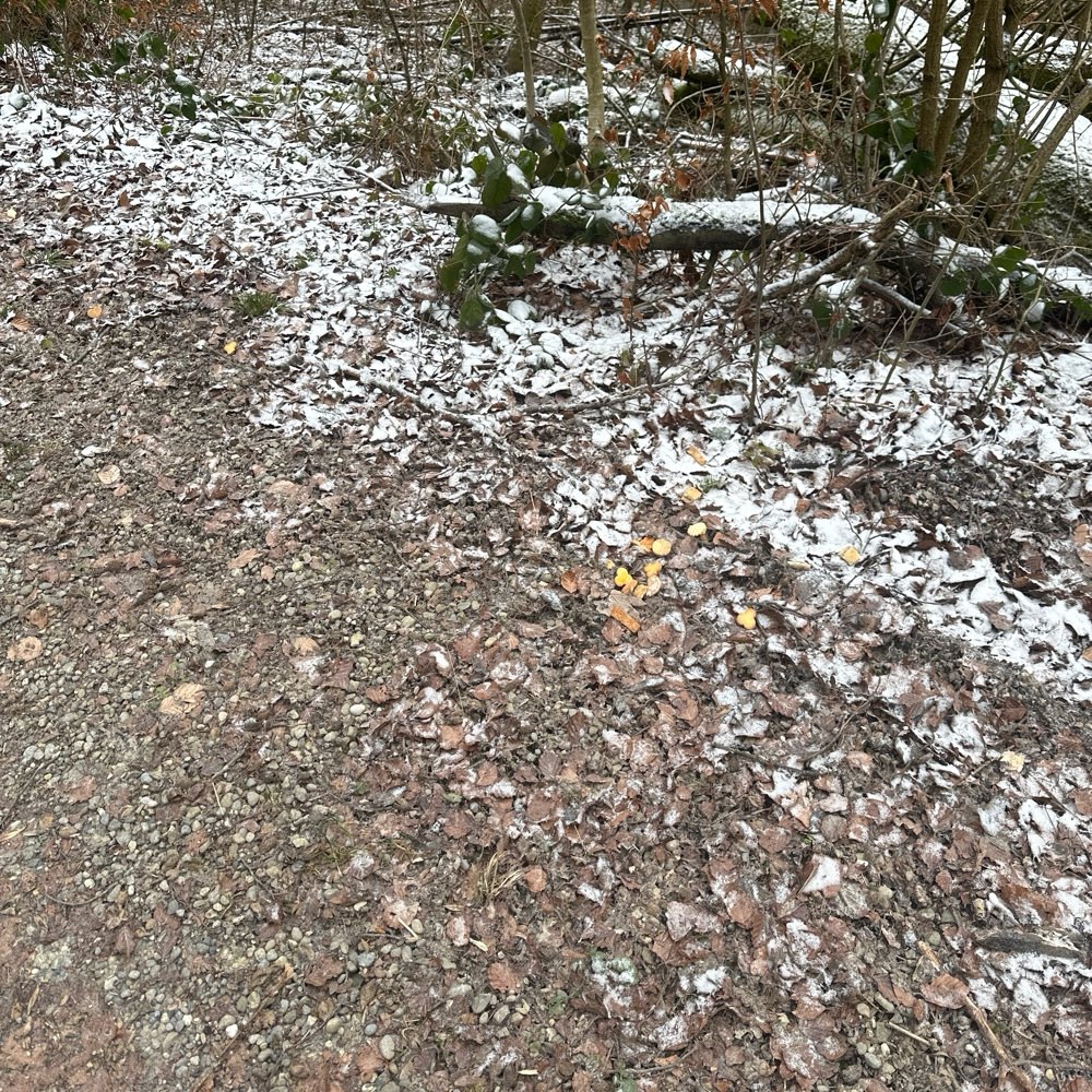 Giftköder-Giftköder-Profilbild