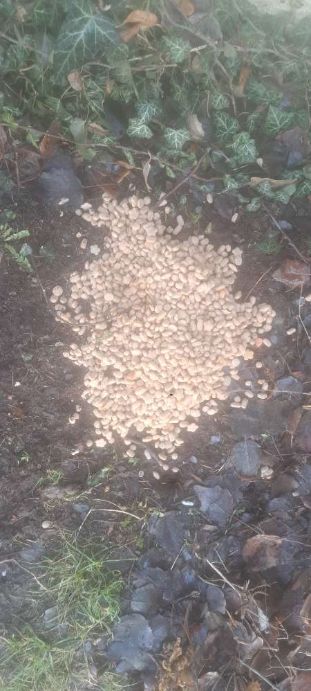 Giftköder-Vermutlich Giftköder in Trockenfutter-Profilbild