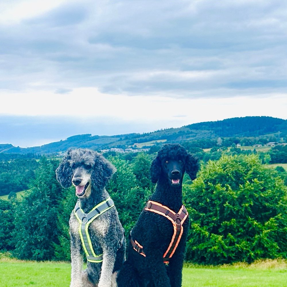 Hundetreffen-Gemeinsame Hunderunde-Profilbild