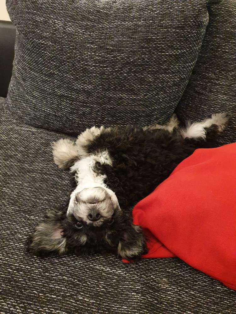 Hundetreffen-Kleine Hunde zum toben-Profilbild