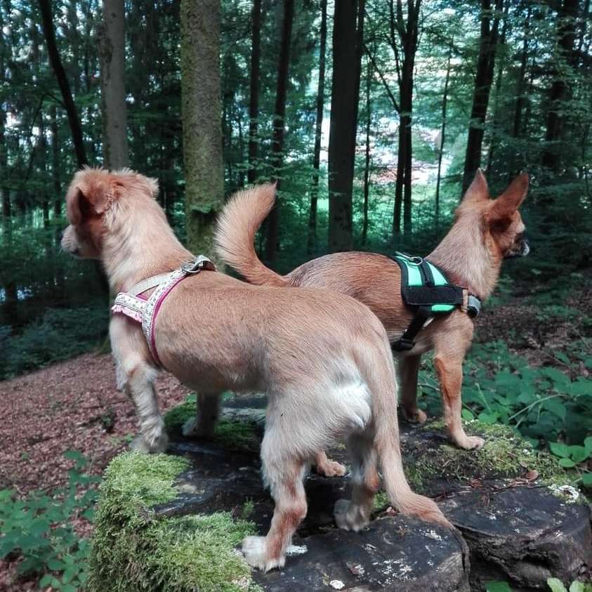 Hundetreffen-Spazierengehen und rumtollen-Profilbild
