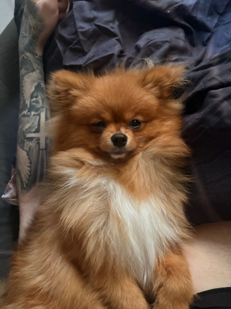 Hundetreffen-Gassi treffen in kemnat-Profilbild