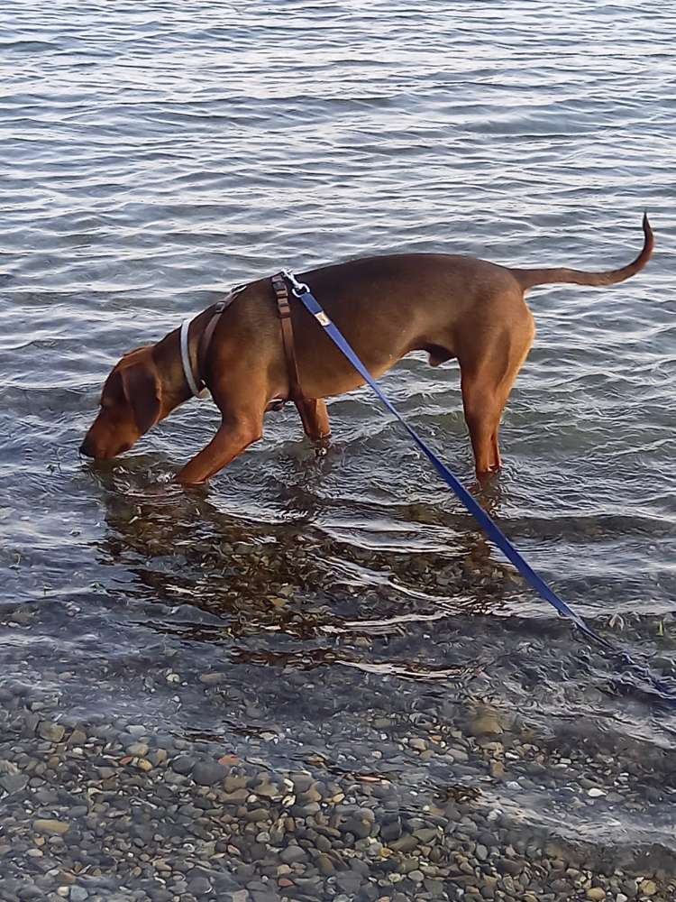 Hundetreffen-Gassirunden und Spielen-Profilbild