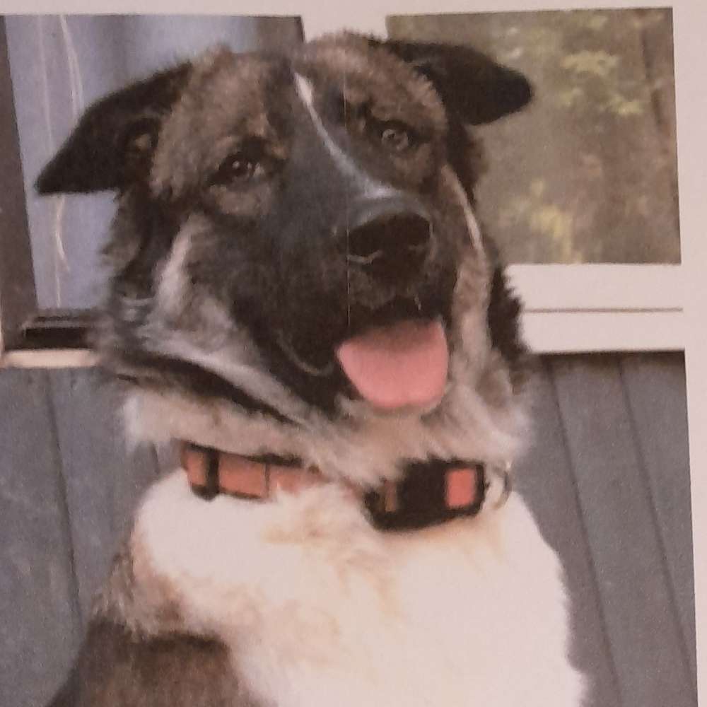 Hundetreffen-Gassirunde in Rottenburg Laaber-Profilbild