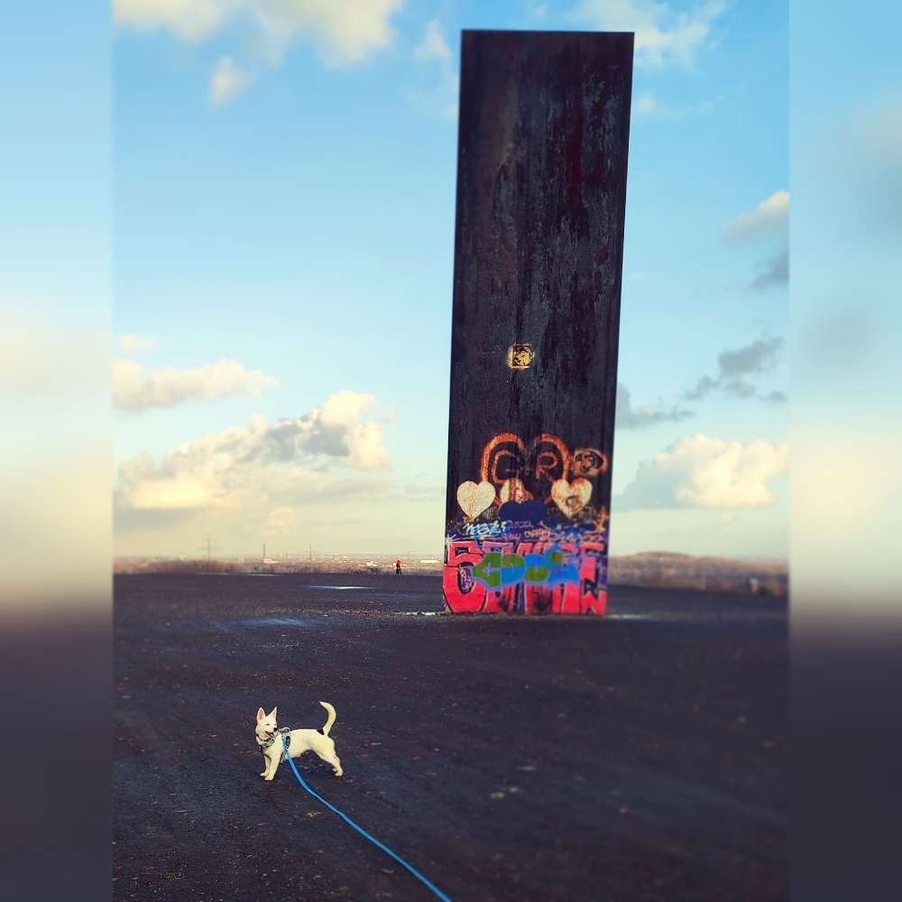 Hundetreffen-Gassifreunde gesucht Duisburg und Umgebung-Profilbild