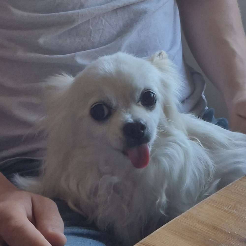 Hundetreffen-Kleine Hunde treffen-Profilbild