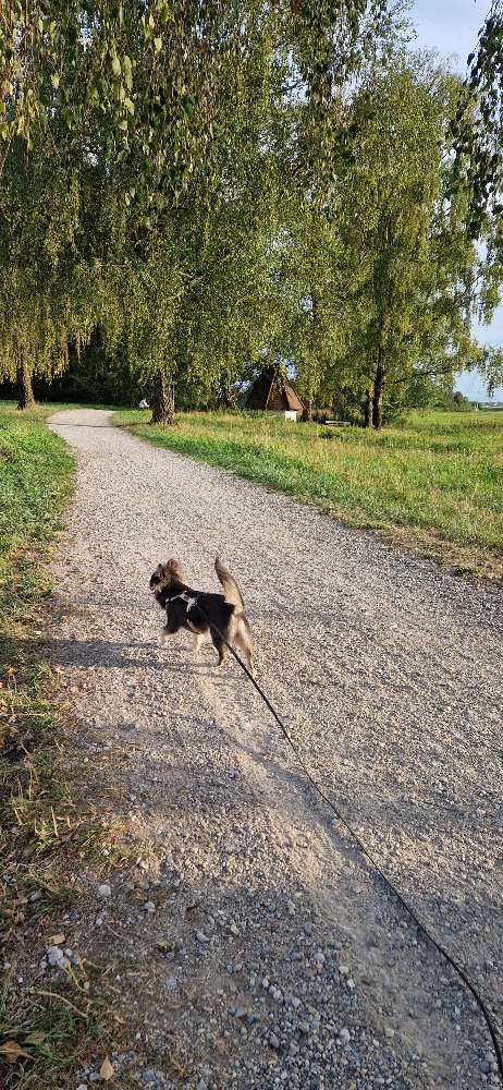 Hundetreffen-Junghund Treffen für kleine Hu d is ca 7-8 Kg-Profilbild