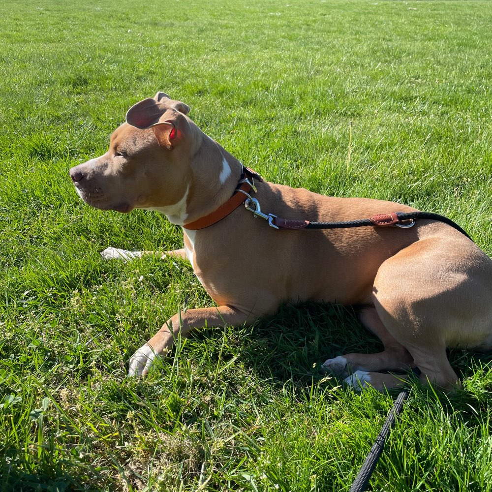 Hundetreffen-Lina sucht einen Spielpartner, egal ob Hündin oder Rüde-Profilbild