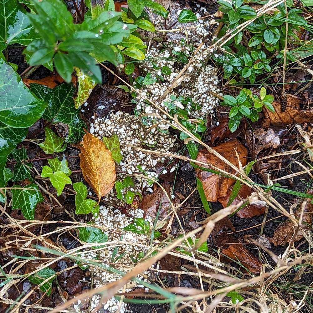 Giftköder-Weiße Körner im Winkelweg-Profilbild
