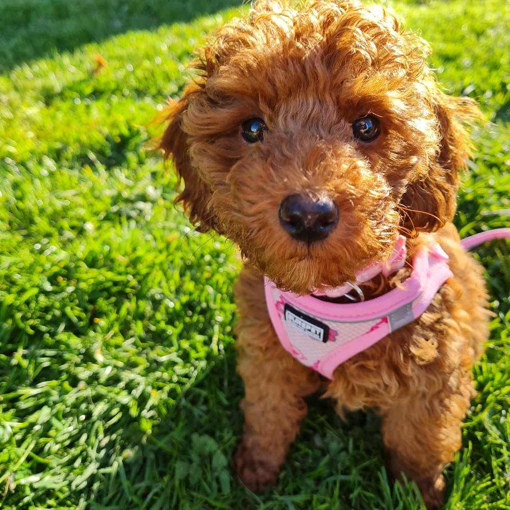 Hundetreffen-Spaziergang nachmittags-Profilbild