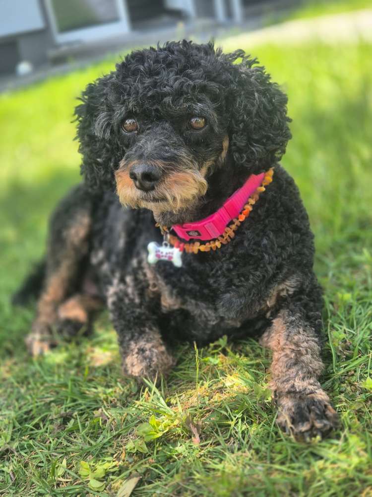 Hundetreffen-Spaziergang nachmittags-Profilbild