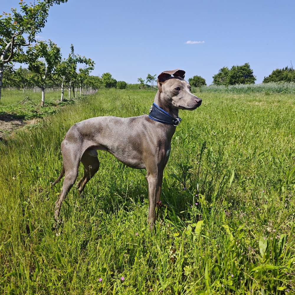 Hundetreffen-Windhund Artgenossen?-Profilbild