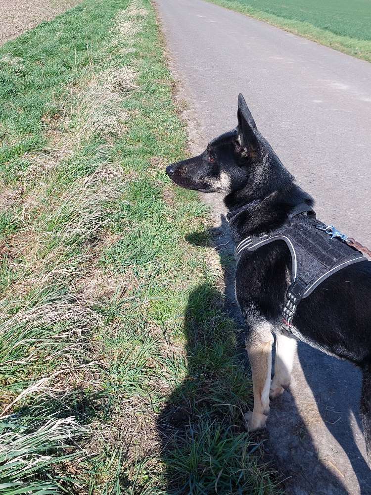 Hundetreffen-Zusammen spielen-Profilbild