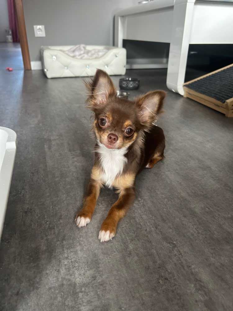 Hundetreffen-Suchen jemanden zum spielen-Profilbild