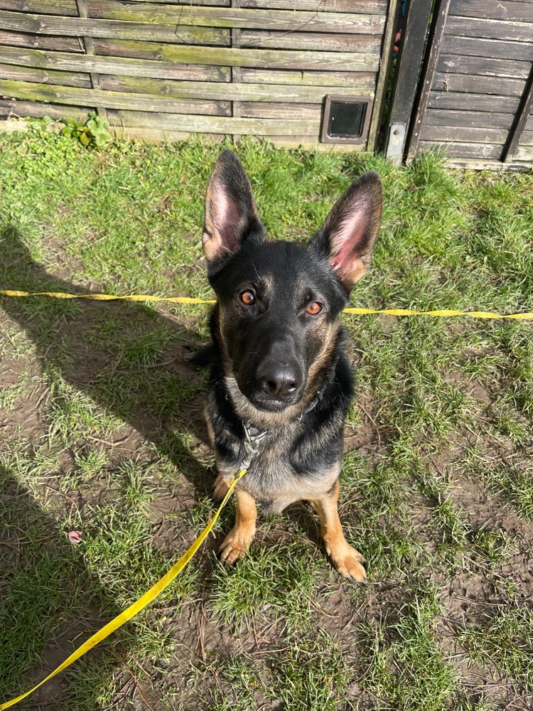 Hundetreffen-Spaziergruppe mit problematischen Hunden und Menschen mit Erfahrung gesucht!-Profilbild