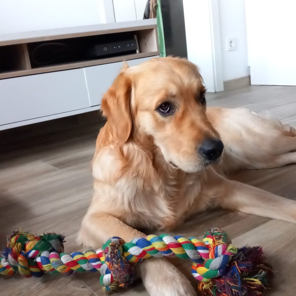 Hundetreffen-Spieldate/Gassirunde Germering und Umgebung-Profilbild