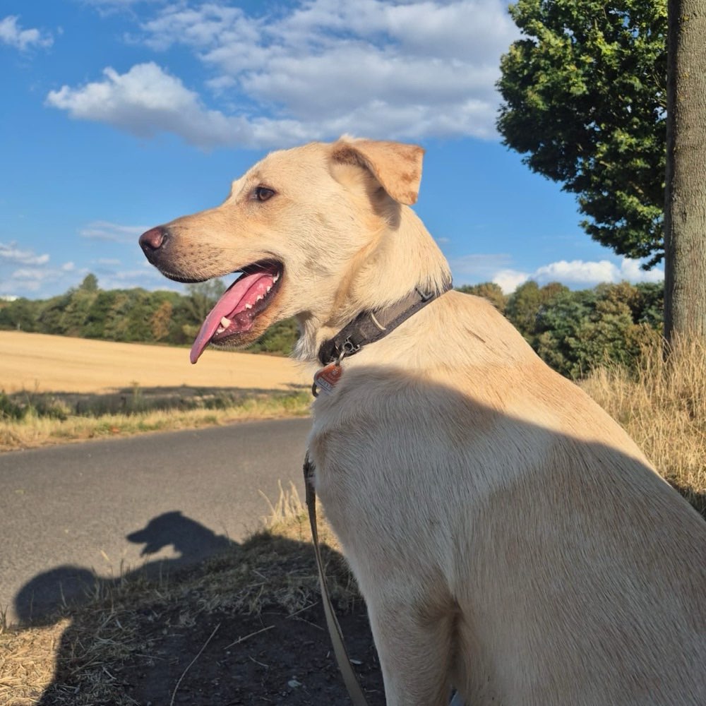Hundetreffen-Sozial Walk-Profilbild