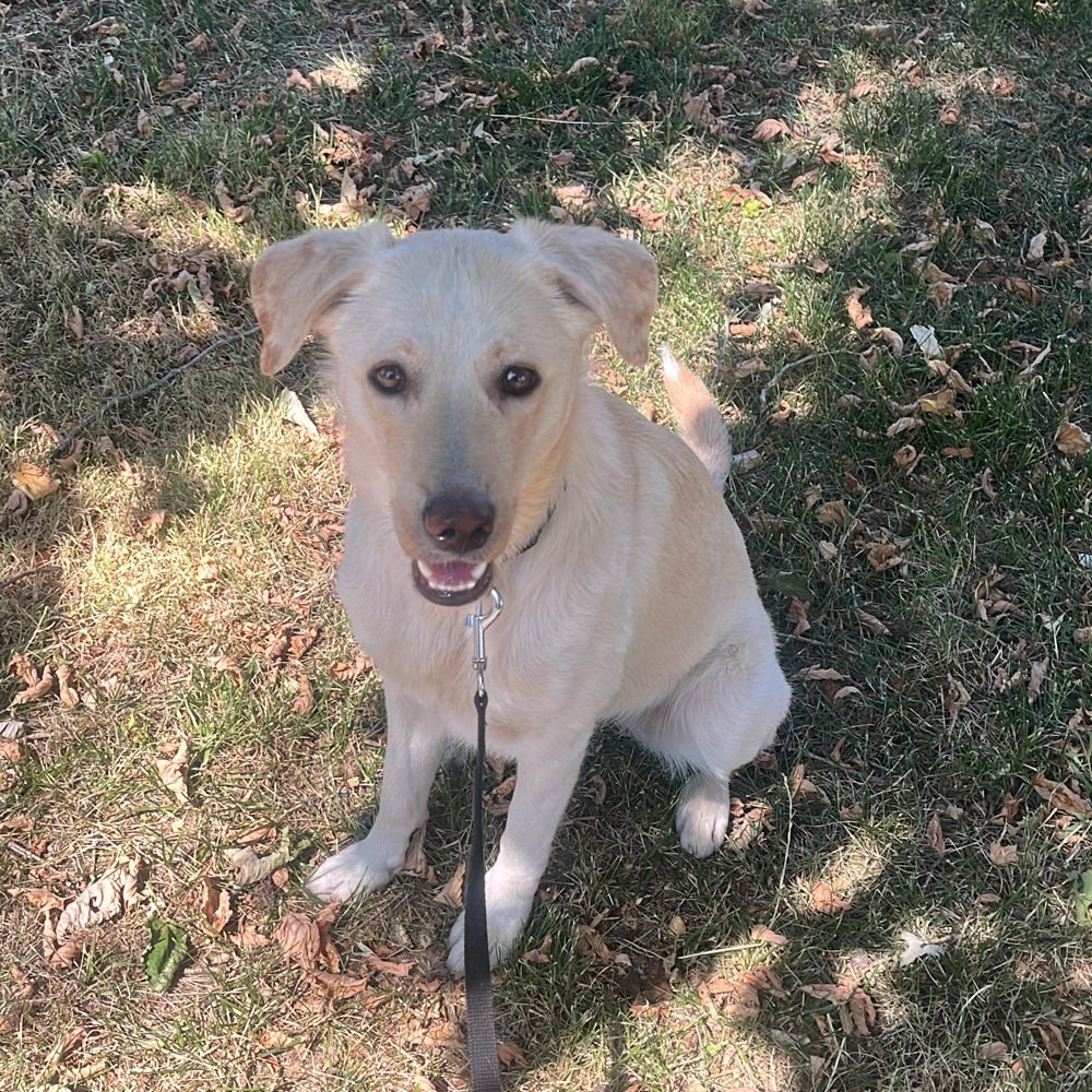 Hundetreffen-Brauche Hilfe-Profilbild