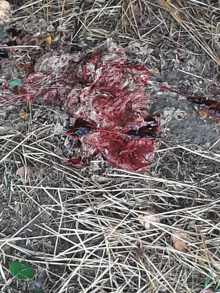 Giftköder-Mageninhalt durchsetzt mit viel Blut-Profilbild