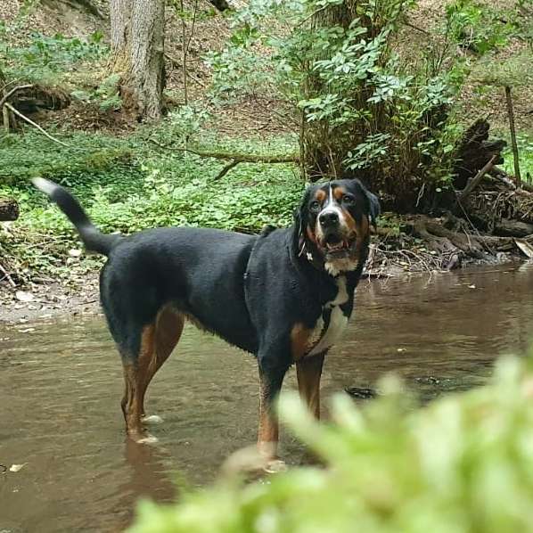 Hundetreffen-Gassi gehen & Wandern-Profilbild