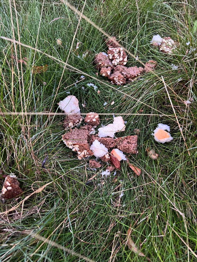 Giftköder-Brotstücke-Profilbild