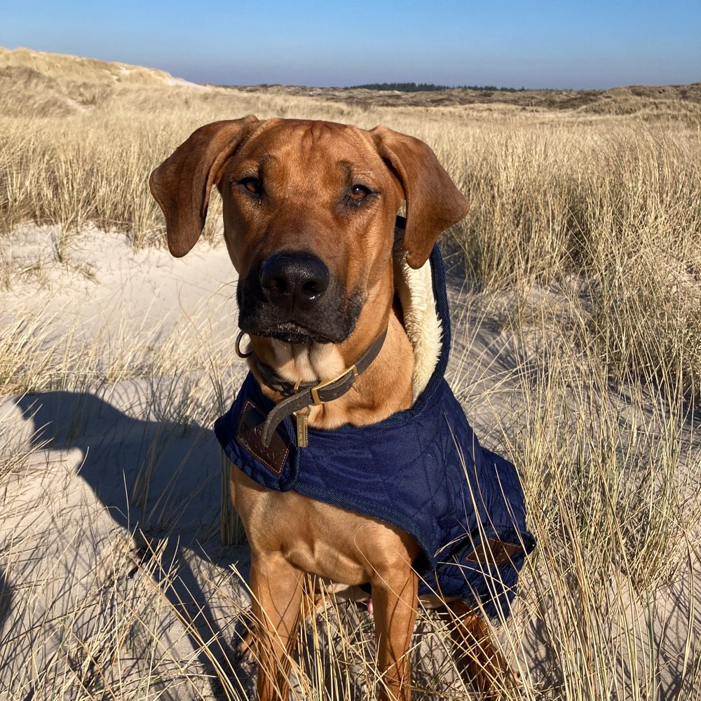 Hundetreffen-Spielen mit Balou-Profilbild