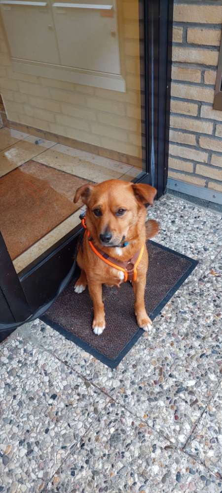 Hundetreffen-Hundebegegnung/Gassi-Runde-Profilbild