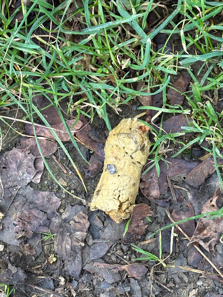 Giftköder-Giftköder-Profilbild