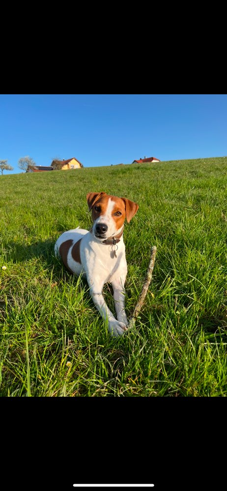 Hundetreffen-Gemeinsames Gassi gehen 🐕-Profilbild