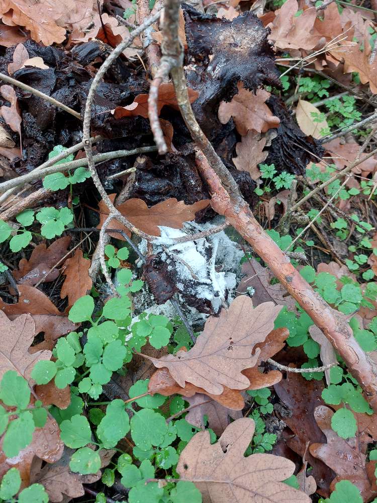 Giftköder-Weißes Pulver-Profilbild