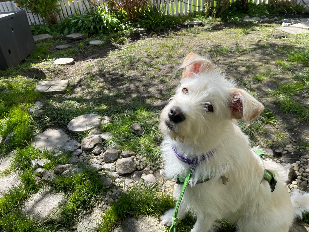 Hundetreffen-Gassi-Profilbild