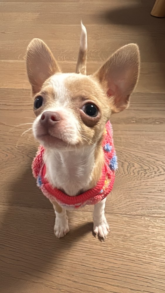 Hundetreffen-1kg Welpe sucht Spielpartner in Essen Werden-Profilbild