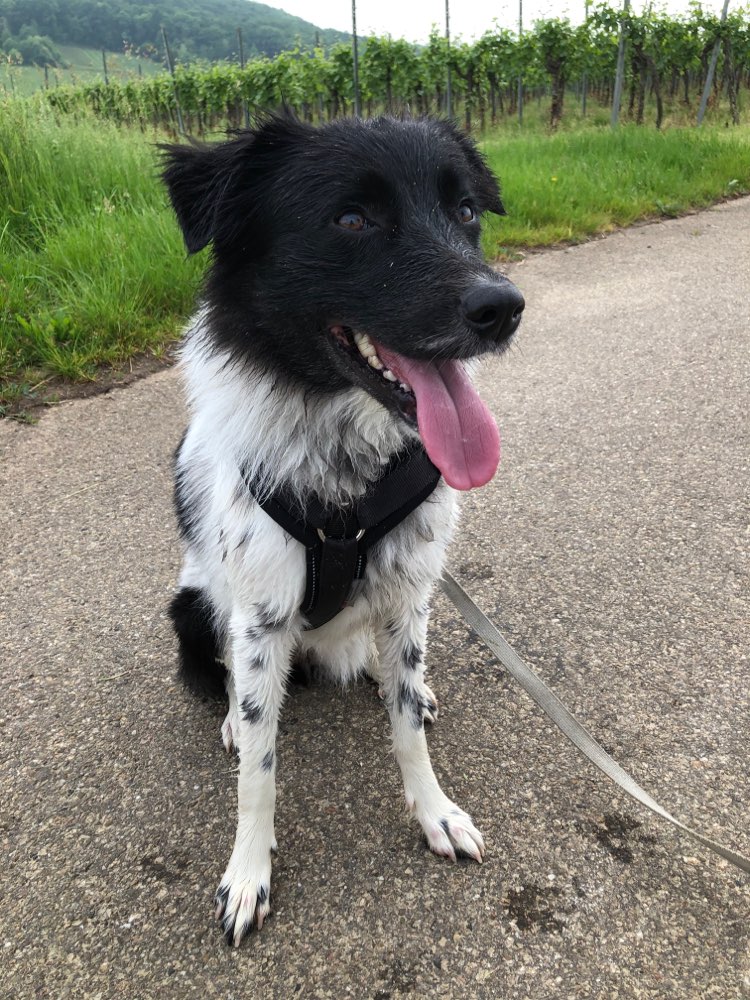 Hundetreffen-Spieltreffen Leingarten-Profilbild