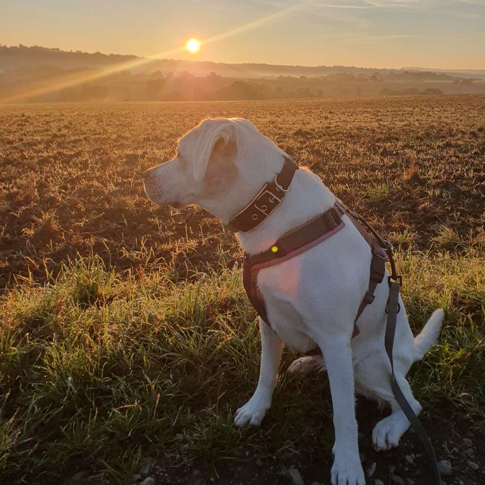 Hundetreffen-Walk and Talk-Profilbild