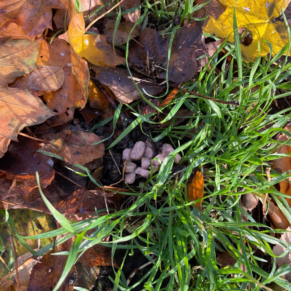Giftköder-Möglicher Giftköder - Leberwurststücke-Profilbild