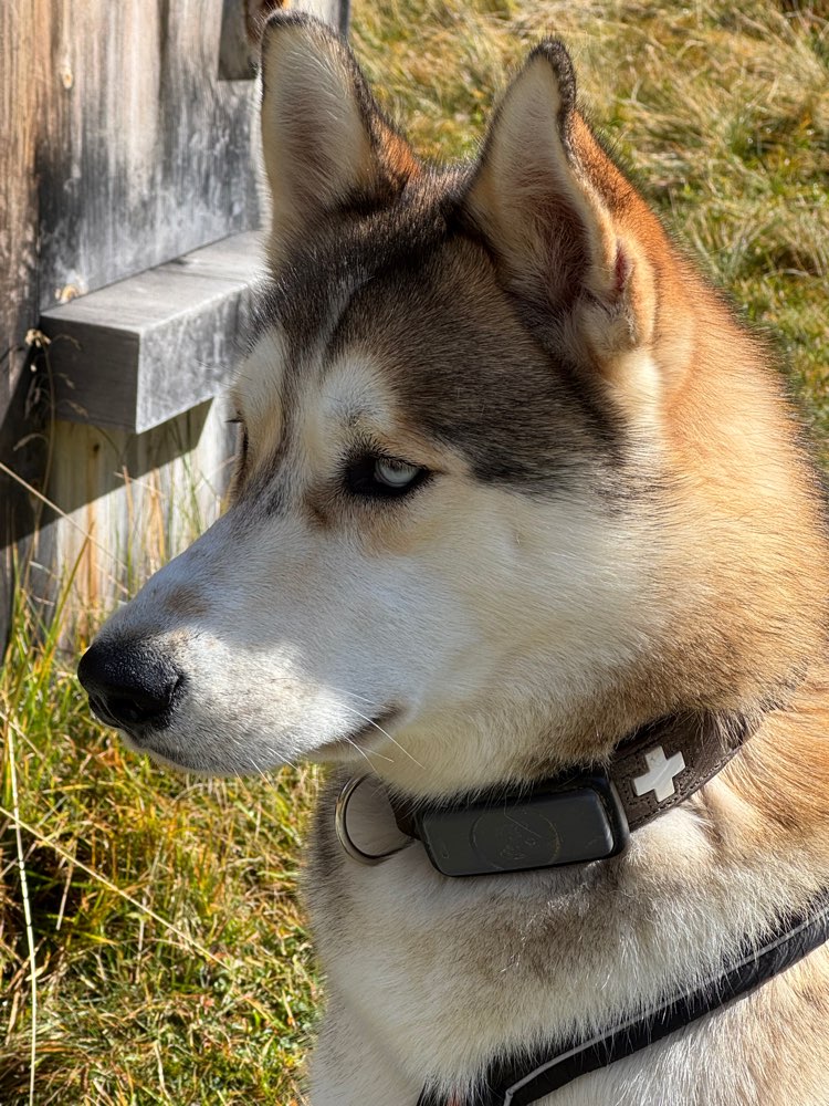 Hundetreffen-Spazieren und spielen lassen-Profilbild