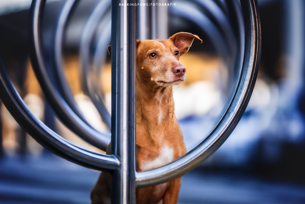 Hundetreffen-Fotoshooting Hund-Profilbild