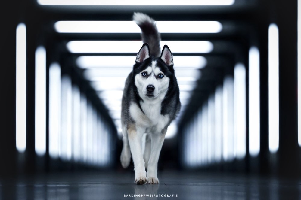 Hundetreffen-Fotoshooting Hund-Profilbild