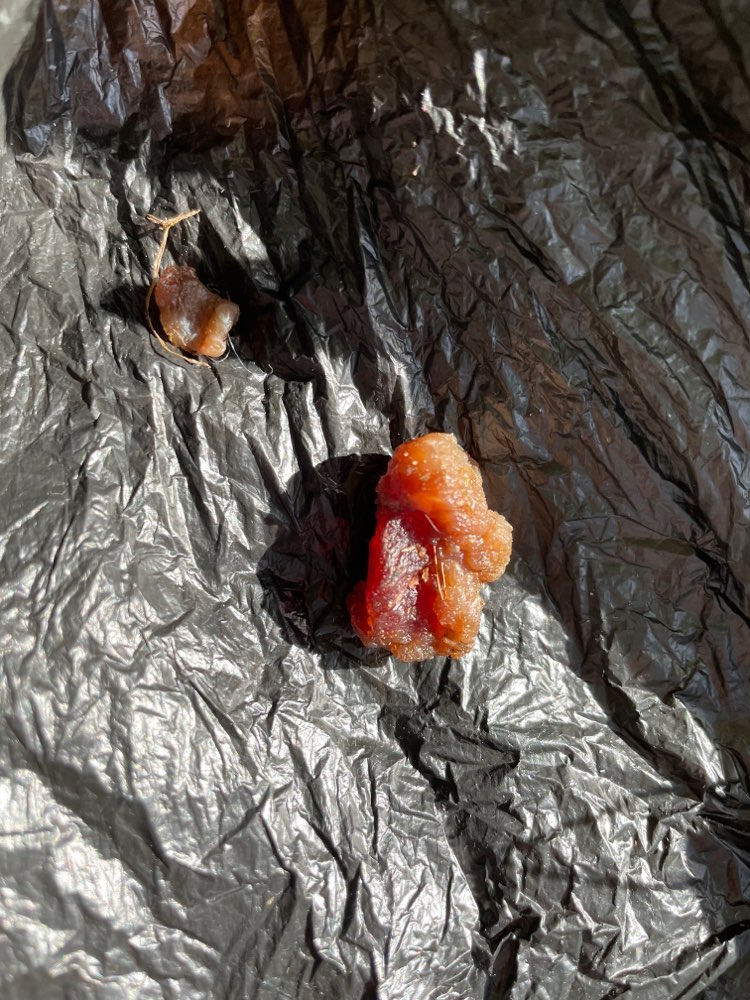 Giftköder-Giftköder Verdacht-Profilbild