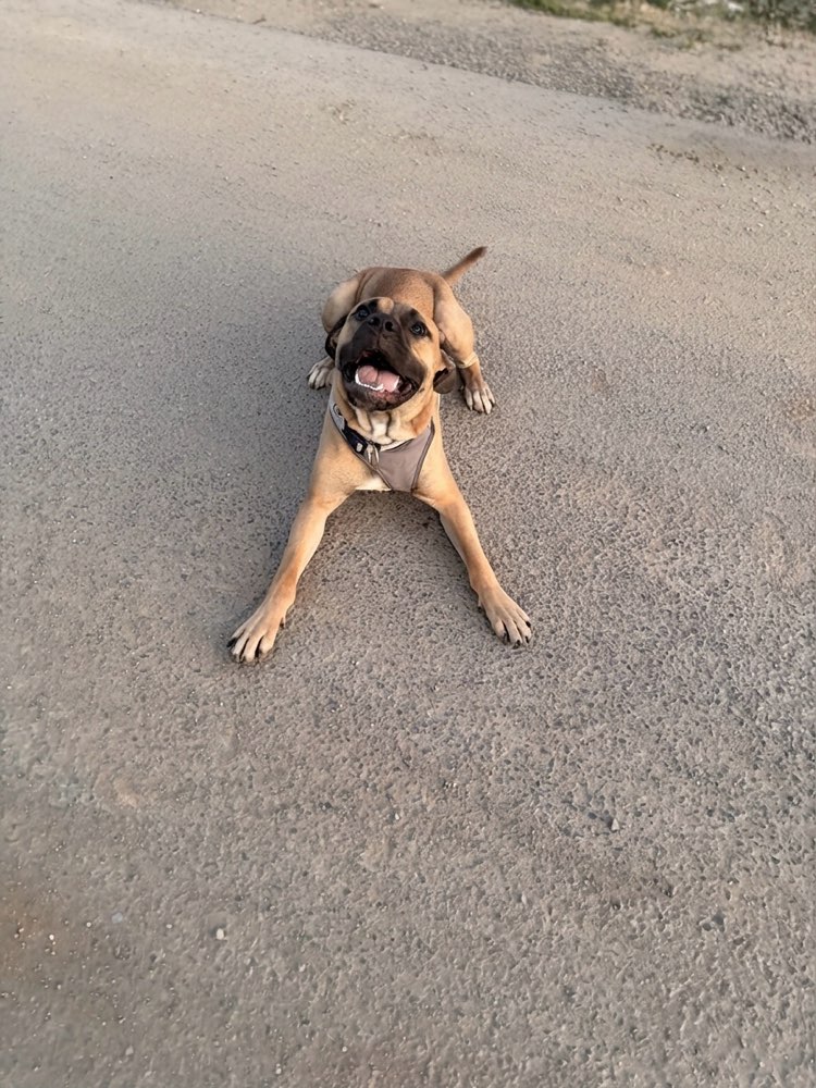 Hundetreffen-Spiel und Spaß mit Thor-Profilbild